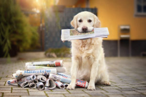 Hund hlt Zeitung im Maul